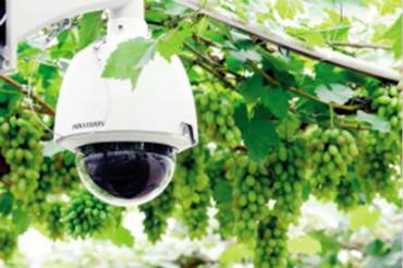 農業(yè)果蔬大棚監(jiān)控無線組網(wǎng)方案 農業(yè)果蔬大棚監(jiān)控無線組網(wǎng)方案