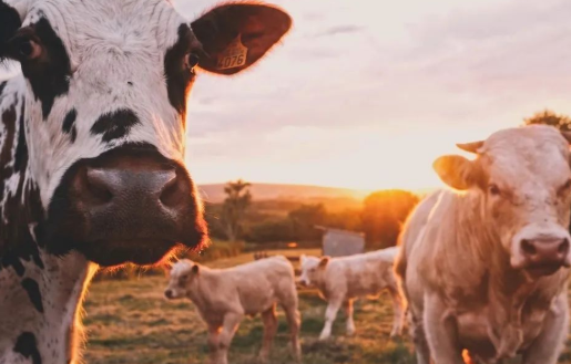 科技巨頭為什么不肯放過“豬牛羊”？